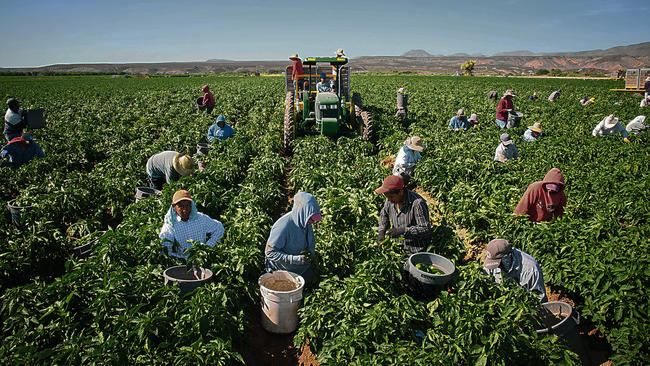 inmigrantes-agricultures