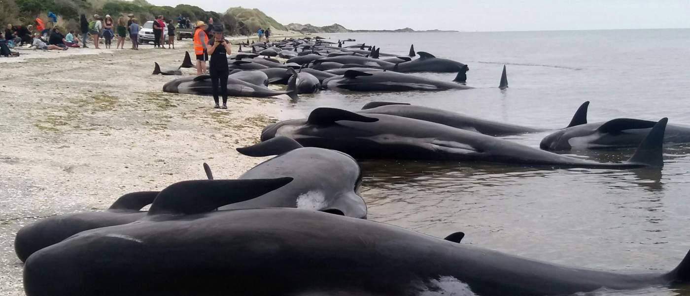 ballenas nueva zelanda