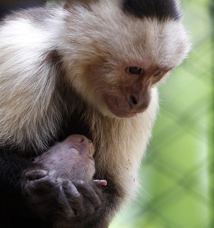  Un mono capuchino hembra sostiene a su cría en el Parque Zoológico Santa Fe, en Medellín (Colombia). EFE/LUIS EDUARDO NORIEGA A