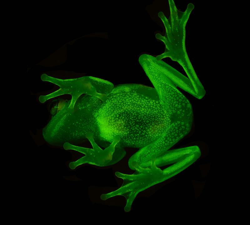 Fotografía cedida por el Museo Argentino de Ciencias Naturales "Bernardino Rivadavia" que muestra el primer anfibio fluorescente documentado. EFE