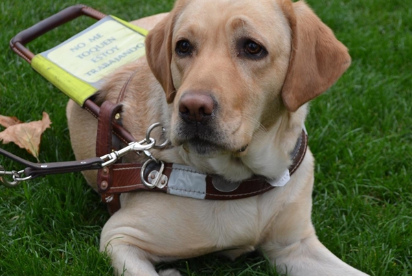 Perro Labrador Guia 