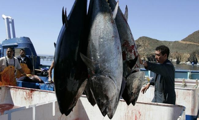 atun-mexico-foro-ambiental