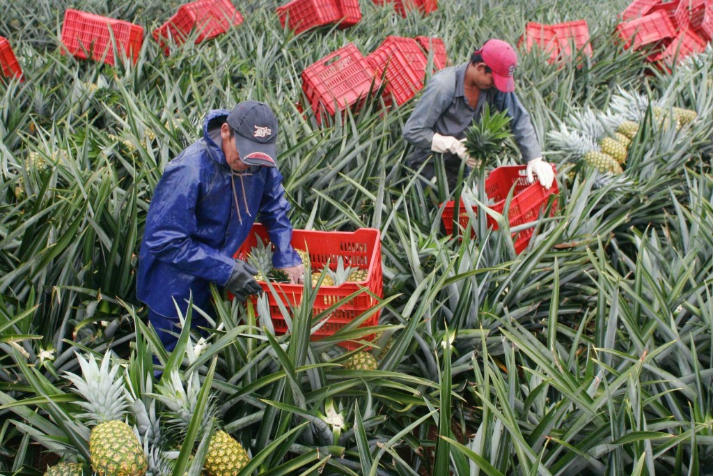 20-06-2006 (hora 11:00 a.m.)  En el norte de la provincia Alajuela, sobreproduccion de pias.  En la imagen, Sipiarno Santana (der.) y Alexander Jarmon trabajo en una finca piedra alegre de pital, norte de San Carlos./Nathan Weyland