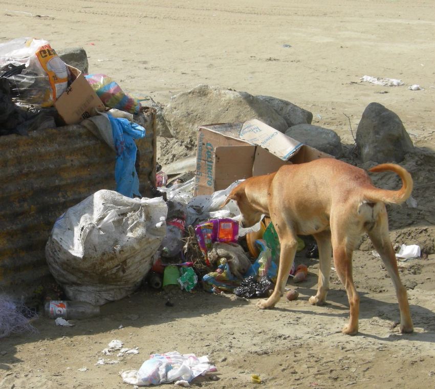 perro hambre