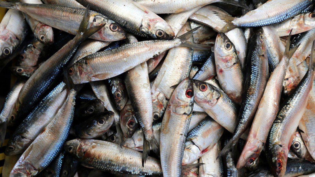 Sardinas-1100x619